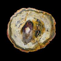 Petrified Wood