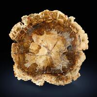 Petrified Wood