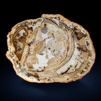 Petrified Wood