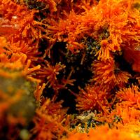 Mimetite & Wulfenite
