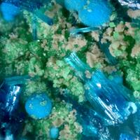 Guanacoite