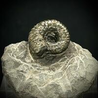Pyrite Psm Ammonite