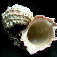 Rhodochrosite Psm Fossil Shell
