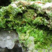 Pyromorphite On Quartz