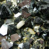Magnetite With Carbonate-rich Hydroxylapatite