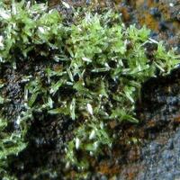 Pyromorphite On Quartz