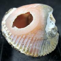 Rhodochrosite Psm Fossil Shell