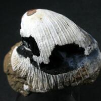 Vivianite Psm Fossil Shell