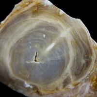 Opal Psm Fossil Wood