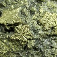 Pyrite Psm Fossil Crinoid