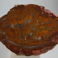 Agate Psm Fossil Wood