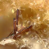 Nöggerathite-(Ce)