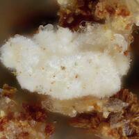 Girvasite