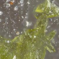 Thorneite