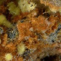 Masuyite