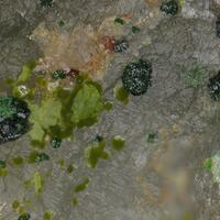 Timroseite