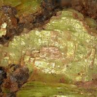 Uranocircite