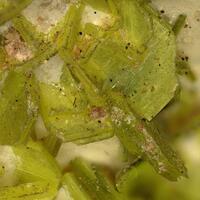 Autunite