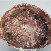 Petrified Wood