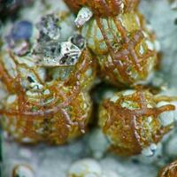 Siderite & Phillipsite