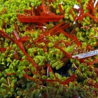 Crocoite On Pyromorphite & Hinsdalite