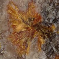 Scheuchzerite