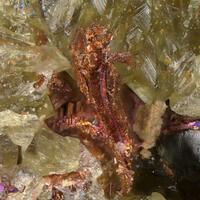 Copper Native