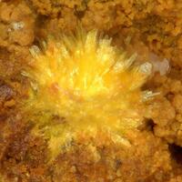 Renardite
