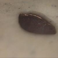 Isoferroplatinum