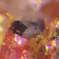 Orpiment & Rutile