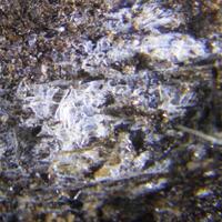 Branchite