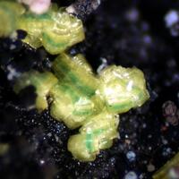 Autunite