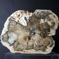 Petrified Wood