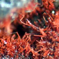 Bermanite & Serrabrancaite