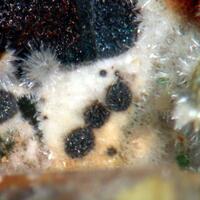 Köttigite & Segnitite