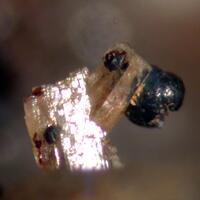 Melanotekite & Willemite