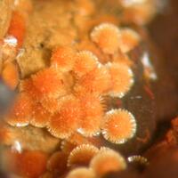Cacoxenite Meurigite-K & Frondelite