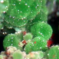 Austinite & Adamite