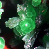 Olivenite & Conichalcite