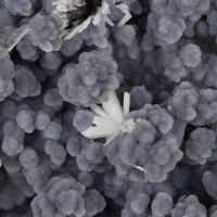 Hydrozincite & Hemimorphite On Smithsonite
