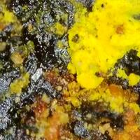 Uraninite
