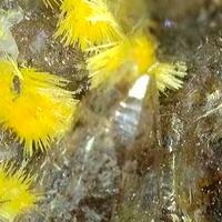 Boltwoodite