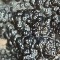 Uraninite