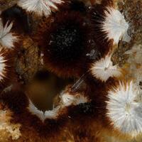 Dundasite
