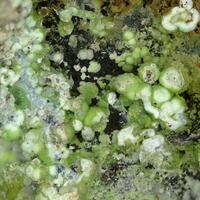Pecoraite