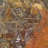 Millerite & Sphalerite