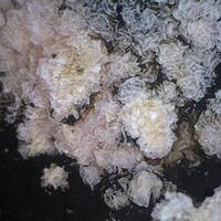 Rhodochrosite
