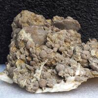 Fossil