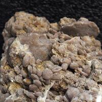 Fossil