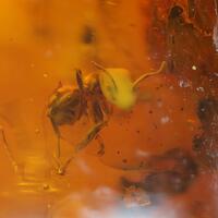 Amber With Insect